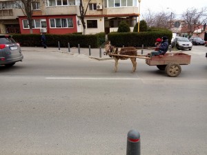 Un magar si 4 aripi putere